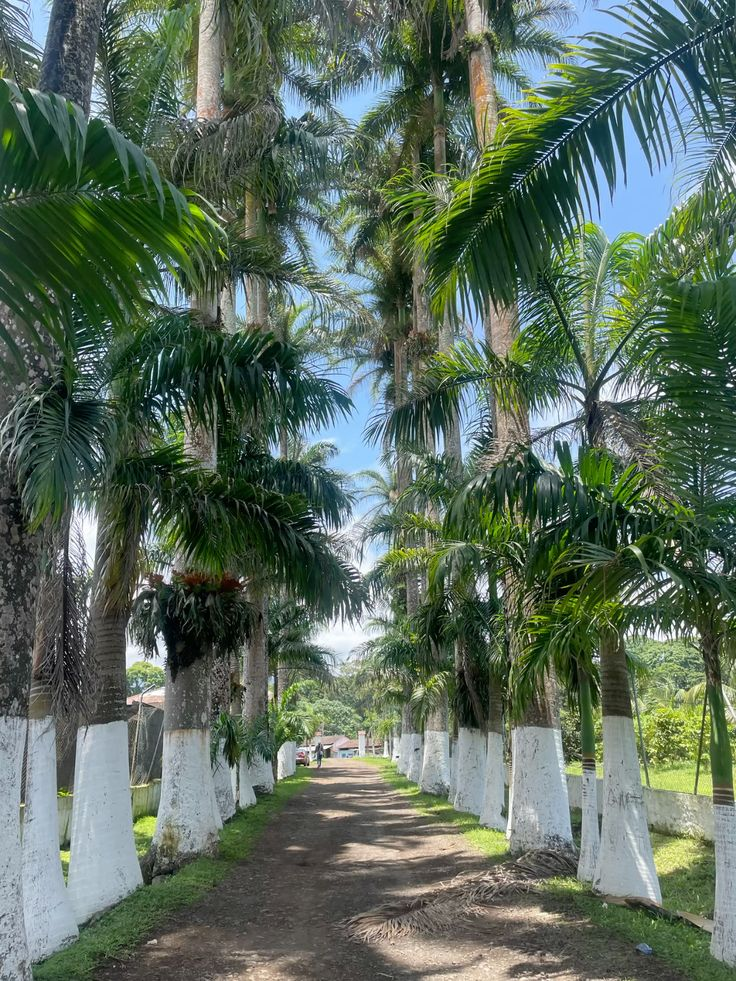 Finca Sampaka